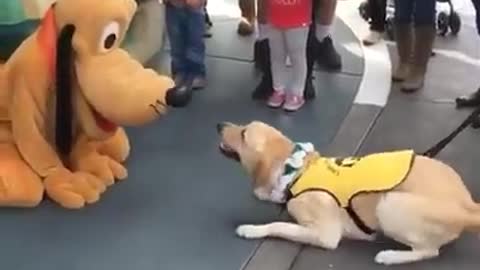 This Service Dog Is Incredibly Happy To Meet Pluto At Disneyland