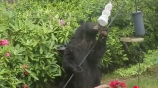 Black Bear Enjoys Backyard Bird Food Buffet