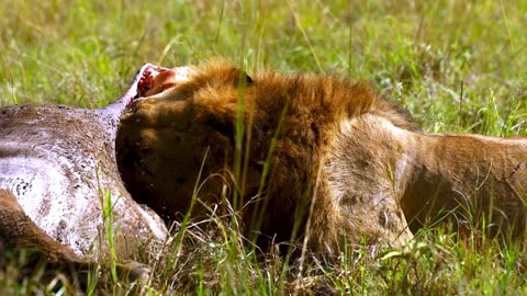 Mighty lion roars with satisfaction after gorging on wildebeest