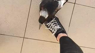 Making Friends with Playful Magpie
