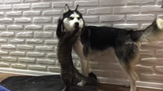 Attack of a cat on a husky.