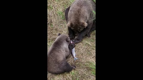 Sweet Sharing Moment Between Bears