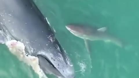 shark devours whale remains