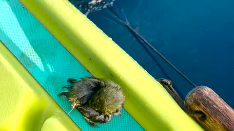 Rescuing a Baby Bird Stranded in the Ocean