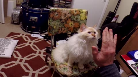 Richard the Ragdoll Cat gives owner a high five