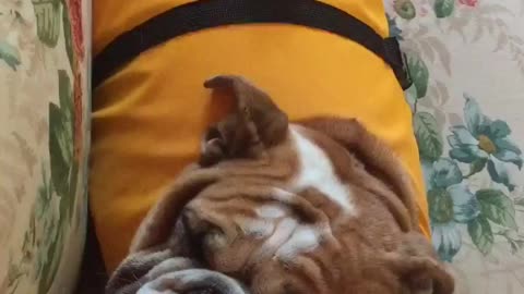 English bulldog snoring in his life jacket