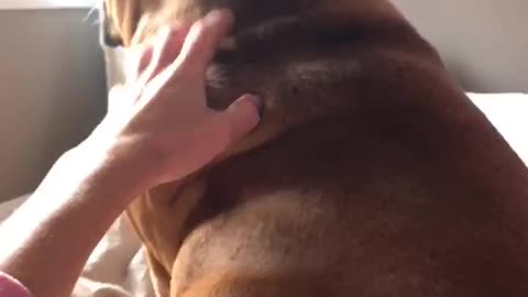 Bulldog puppy loves getting his ears scratched