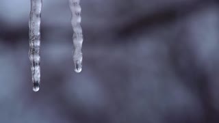 Icicle Melting (Free to Use HD Stock Video Footage)