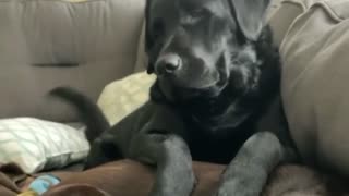 Pesky pup really wants doggy best friend to play with her