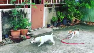 Puppy prevents dog from scuffle by tugging on leash