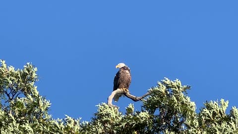 Ohio bald eagle