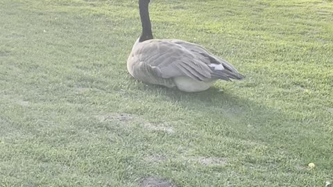 A goose relaxing in grass
