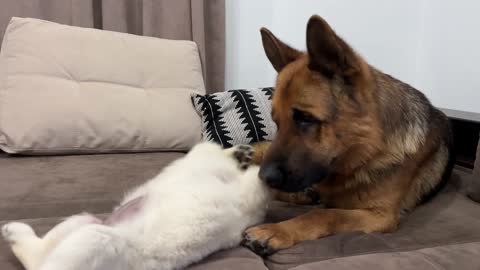 German Shepherd Meets Golden Retriever Puppy for the First Time