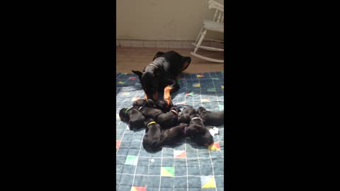 This Doberman Treats His Babies Like Any Doggy Daddy Should