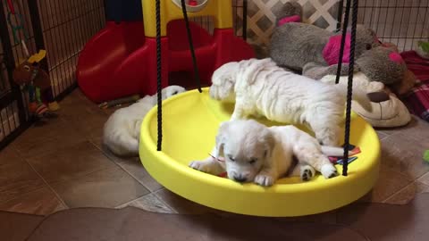 Golden Retriever puppies play on new swing toy