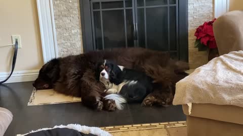 Huge Newfie gives new meaning to the words “dog bed”