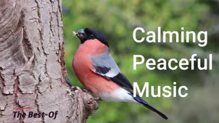Relaxing Piano Music - Positive Piano Music - study, peaceful music
