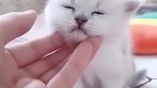 Watch this cute kitten