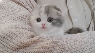 cute kitten video short leg cat beautiful