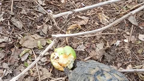 Turtle eats a pear In the yard of my house 2