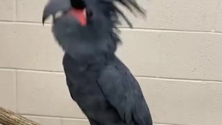 Lucille is a Palm Cockatoo and loves music