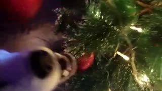 Husky decorates a Christmas tree