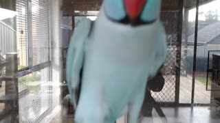 Blue Talking Parrot
