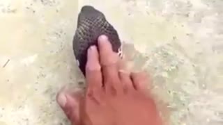 What happens when you touch a snake?