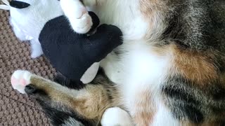 Cat Falls Asleep With Her Stuff Animal