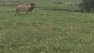 DOG ATTACKS LION!