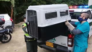 Rescatan a zorro cangrejero tras ser confundido con un perro en Piedecuesta