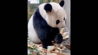 Eating giant panda