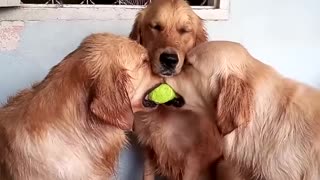 Funniest dogs video new video
