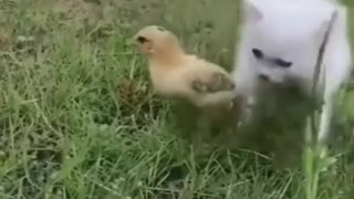 Kitten and little chicken