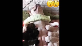 Dog Mother and Puppies