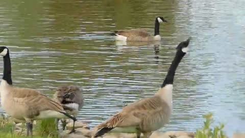 Geese At The Pond