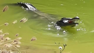 crocodile biting a bottle in green water