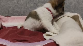 Puppy Takes Carpet to Take Cover
