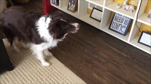 Obsessed Border Collie freaks out over light reflection