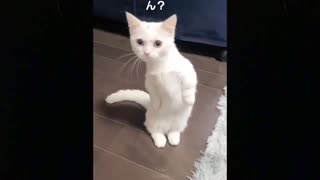 funny cat video, you may want to watch