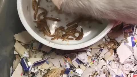 Rats eating meal worms 1-26-2018