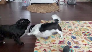 Cute Dogs playing together