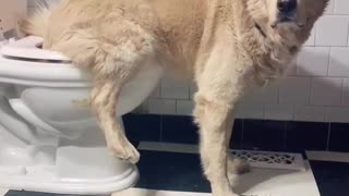 Trained Dog Uses the Toilet