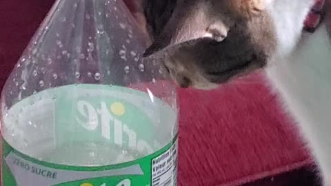 Cat Has Staredown with Soda