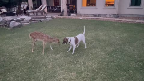 Determined fawn tries everything to get dog to play