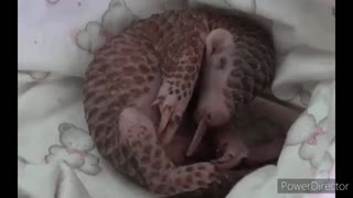 Cuddling armadillo