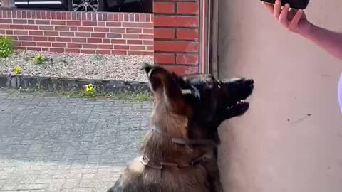 Hungry German Shepherd gets super excited about food