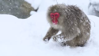 Lovely monkey playing with snow..