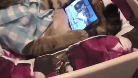 Cat watching phone📱📱📱#cat#funny#newvideo