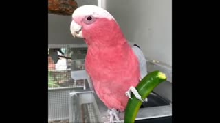 Parrots eat differently from other birds